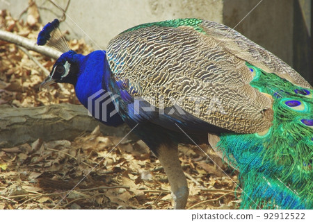 多摩動物園的自由放養孔雀 多摩動物園的自由放養孔雀 92912522