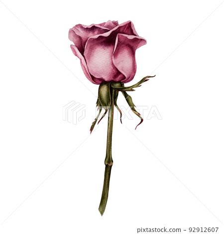 Watercolor pink rose for wedding, birthday invitation and greeting  card design. Trendy and modern illustration in botanical style with hand drawn plant details.  Element isolated on white background. 92912607