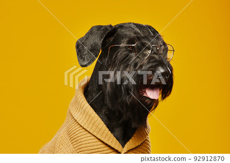 Elegant black dog in eyegplasses 92912870