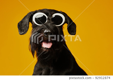 Domestic dog in stylish sunglasses 92912874