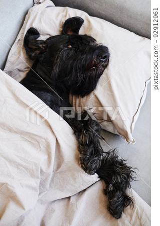Cute dog resting in bed Cute dog resting in bed 92912961