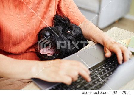 Owner working on laptop with her dog Owner working on laptop with her dog 92912963