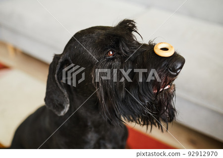 Obedient dog training with food Obedient dog training with food 92912970