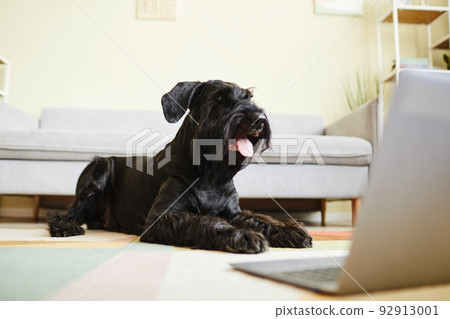 Dog lying on floor with laptop Dog lying on floor with laptop 92913001