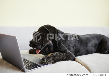 Dog with laptop lying on sofa Dog with laptop lying on sofa 92913011