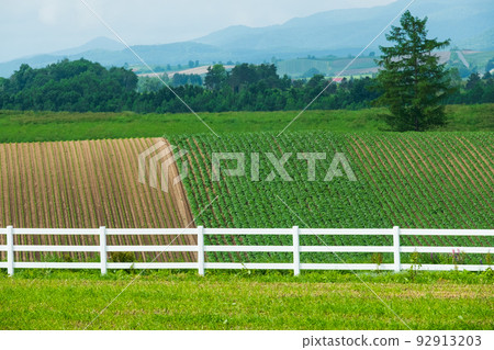 Biei scenery in June Biei scenery in June 92913203