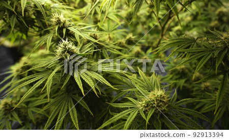 Cannabis plant in curative cannabis weed farm for medical cannabis product 92913394