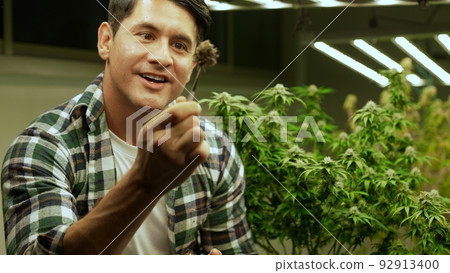 Marijuana farmer tests marijuana buds in curative marijuana farm Marijuana farmer tests marijuana buds in curative marijuana farm 92913400
