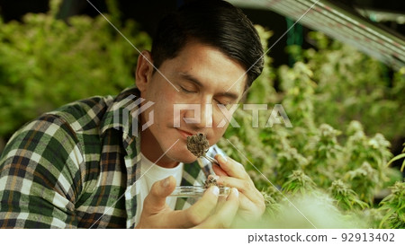 Marijuana farmer tests marijuana buds in curative marijuana farm Marijuana farmer tests marijuana buds in curative marijuana farm 92913402