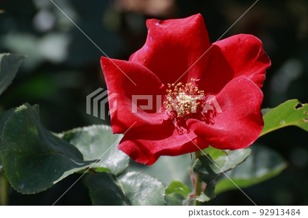 Arao City Ominous Citizen Flower Bed Rose Flower, Arao City Ominous Citizen Flower Bed Rose Flower, 92913484
