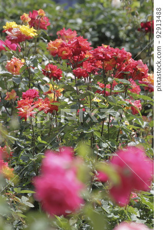 Arao City Ominous Citizen Flower Bed Rose Flower, Arao City Ominous Citizen Flower Bed Rose Flower, 92913488
