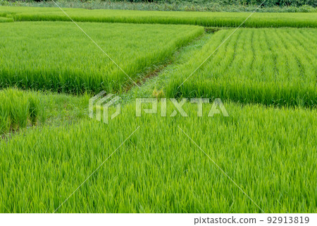 Field 0029 92913819