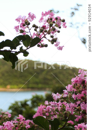 Colorful Flower In Bloom Background Colorful Flower In Bloom Background 92914034