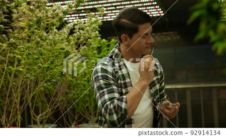 Marijuana farmer tests marijuana buds in curative marijuana farm Marijuana farmer tests marijuana buds in curative marijuana farm 92914134