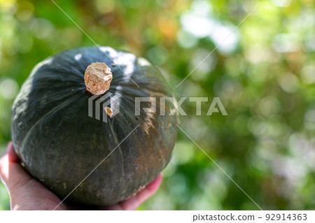 夏季蔬菜,南瓜 夏季蔬菜,南瓜 92914363