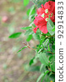 Colorful Flower In Bloom Background 92914833