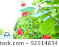Colorful Flower In Bloom Background 92914834