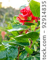 Colorful Flower In Bloom Background 92914835