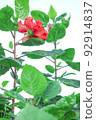 Colorful Flower In Bloom Background 92914837