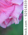 Colorful Flower In Bloom Background 92914839