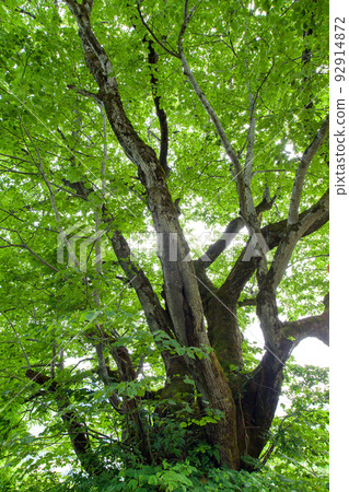 Giant linden tree Akita Prefecture 92914872