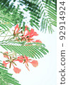 Colorful Flower In Bloom Background 92914924