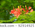 Colorful Flower In Bloom Background 92914925