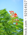 Colorful Flower In Bloom Background 92914927