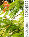 Colorful Flower In Bloom Background 92914929