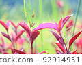 Colorful Flower In Bloom Background 92914931