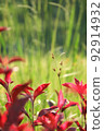 Colorful Flower In Bloom Background 92914932