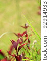 Colorful Flower In Bloom Background 92914933