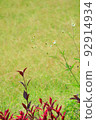 Colorful Flower In Bloom Background 92914934