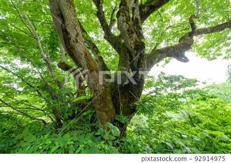 Giant linden tree Akita Prefecture Giant linden tree Akita Prefecture 92914975