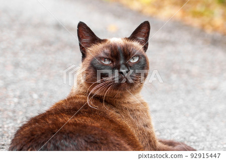 Siamese stray cat on an asphalt road. Sad hungry feral animal close up Siamese stray cat on an asphalt road. Sad hungry feral animal close up 92915447