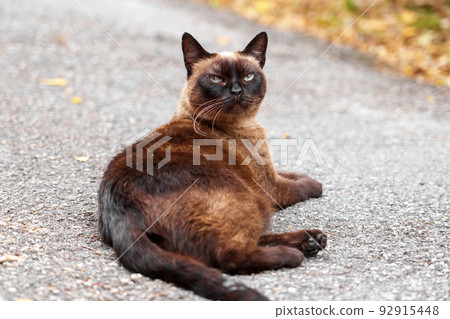Siamese stray cat on an asphalt road in a city street. Dirty abandoned feral animal Siamese stray cat on an asphalt road in a city street. Dirty abandoned feral animal 92915448
