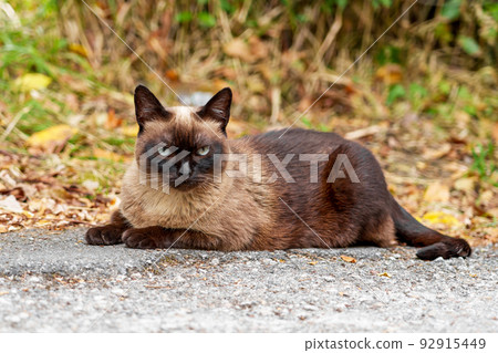 Beautiful siamese stray cat on an asphalt countryside road. Sad siam feral animal in nature. Close-up portrait. Cute brown shorthair predator Beautiful siamese stray cat on an asphalt countryside road. Sad siam feral animal in nature. Close-up portrait. Cute brown shorthair predator 92915449