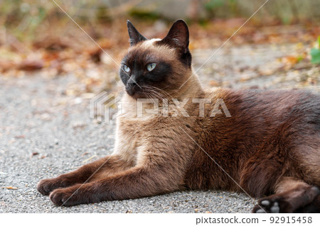 Siamese stray cat on an asphalt road. Sad hungry feral animal close up Siamese stray cat on an asphalt road. Sad hungry feral animal close up 92915458