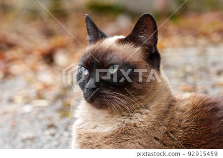 Stray best sale siamese cat