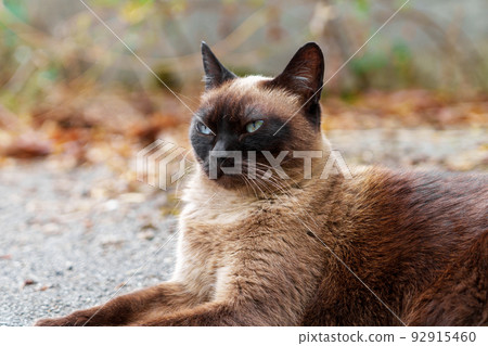 Siamese stray cat on an asphalt road in a city street. Dirty abandoned feral animal Siamese stray cat on an asphalt road in a city street. Dirty abandoned feral animal 92915460