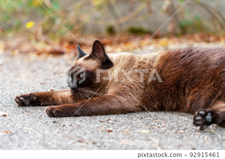 Tired lying Siamese stray cat on an asphalt road close-up Tired lying Siamese stray cat on an asphalt road close-up 92915461