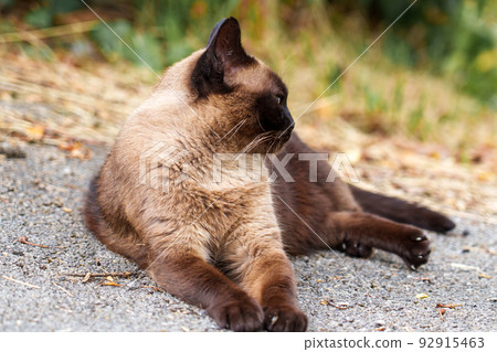 Siamese stray cat on an asphalt road in a city street. Dirty abandoned feral animal Siamese stray cat on an asphalt road in a city street. Dirty abandoned feral animal 92915463