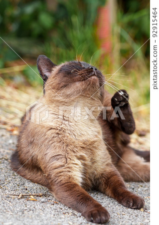 Brown Siamese cat itches with paw on an asphalt street road outdoors close-up Brown Siamese cat itches with paw on an asphalt street road outdoors close-up 92915464
