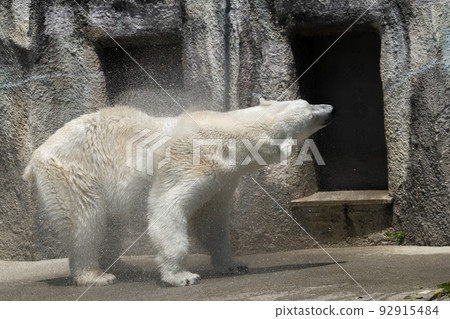 Polar bears 92915484