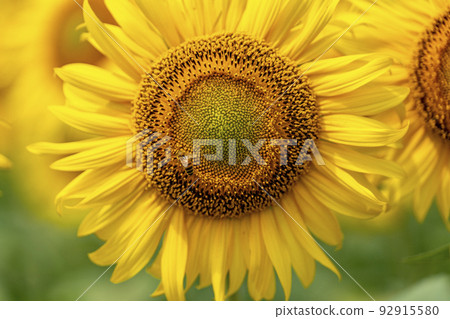 Yamamoto-cho Sunflower Field (2022 Yamamoto Sunflower Festival) Yamamoto-cho, Miyagi Prefecture 92915580