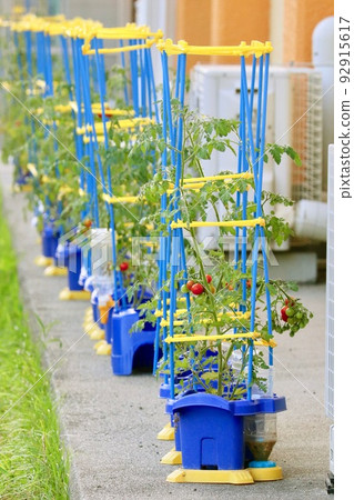 Elementary school mini tomato planter 92915617