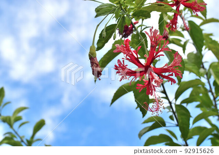 開花的蝴蝶花 開花的蝴蝶花 92915626