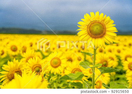 Yamamoto-cho Sunflower Field (2022 Yamamoto Sunflower Festival) Yamamoto-cho, Miyagi Prefecture 92915650