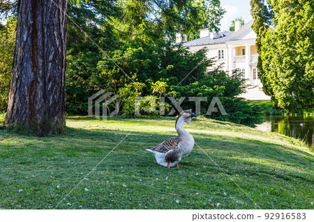 Wild ducks stand on the grass near the pond 92916583