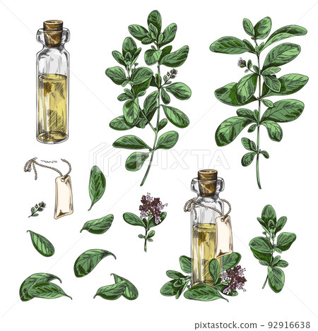 Marjoram plant and bottles of marjoram oil set vector illustrations isolated. Marjoram plant and bottles of marjoram oil set vector illustrations isolated. 92916638